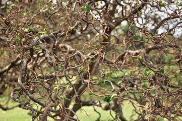 tree in the forest