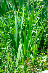 Fototapeta premium Iris' about to bloom in the yard 