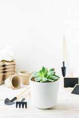 Succulent in a pot and tools for transplanting plants on a white wooden table. Vertical view