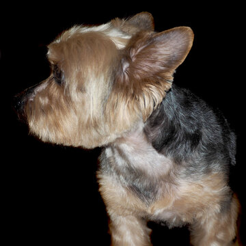 close up dog breed Yorkshire terrier turned to the side on a black background. short haircut yorkie