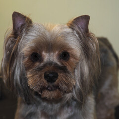 a close-cropped dog of the Yorkshire Terrier breed sits and looks down. gray and black dog fur. grooming a Yorkshire terrier