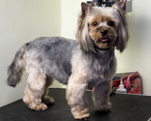 a small dog of the Yorkshire terrier breed with gray hair after a haircut at the groomer stands on a grooming table on a harness. side view. yorkshire terrier grooming