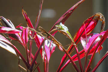 Shedding Green Gecko in the pink hawaiian plant 