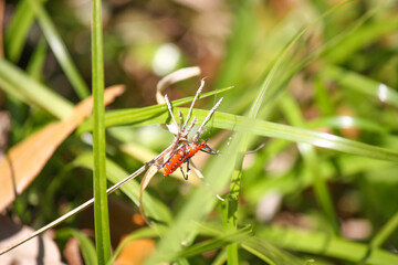 Red Aphid – Vegetable Eater 