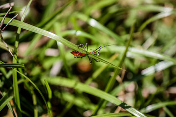 Red Aphid – Vegetable Eater 