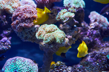 Part of the marine ecosystem. Color photography of the underwater world