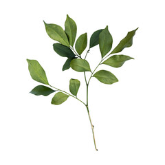 Murraya leaves isolated on white background.