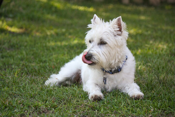 Little white west highland terrier male 