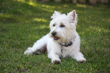 Little white west highland terrier male 