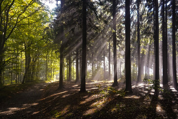 morning in the forest