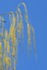 Wierzba płacząca, kwitnące pędy, wiosna © drlmk