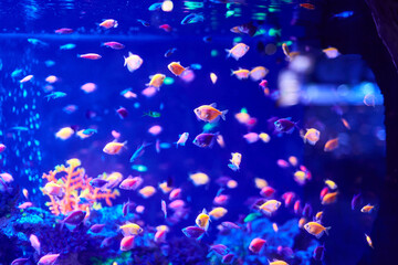 Fototapeta na wymiar The beauty of the sea world. Lots of beautiful colorful fish in the aquarium