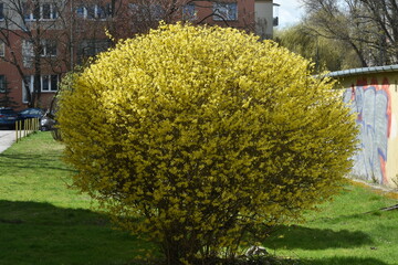 Fototapeta Forsycja, kwitnący krzew obraz