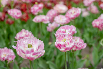 a large double pink blooming Tulip on a garden bed on a Sunny spring day.Flower desktop Wallpaper.Fluffy Pink Petal Tulip in Garden Row on a Sunny Day