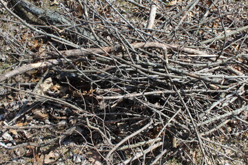 bark background