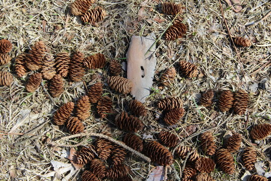 pine cone and cones
