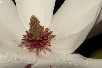 Cuore di fiore di magnolia © Noè