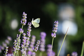 Butterfly perches on a lavender bush