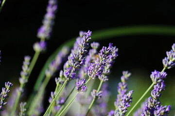 Butterfly perches on a lavender bush