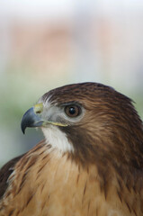 Testa di aquila primo piano
