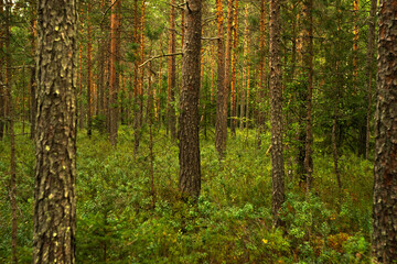 A remote forest swamp in the reserve.Pine forest.Get lost in the woods.