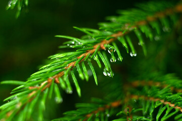 Raindrops on a spruce branch in the forest. The summer freshness of the forest. A natural Christmas tree.