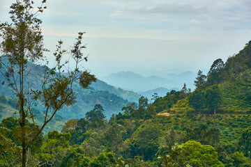 Obraz na płótnie Canvas Mountains jungle forest hills fog summer