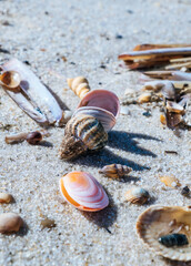 Close up of various seashells on a beach on the island Sylt