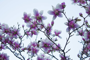 Magnolia blooms, magnolia flowers against the sky. Spring magnolia. Beautiful magnolia flowers. Texture. Background.