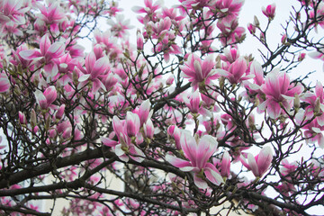 Magnolia blooms, magnolia flowers against the sky. Spring magnolia. Beautiful magnolia flowers. Texture. Background.