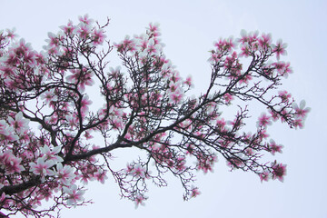 Magnolia blooms, magnolia flowers against the sky. Spring magnolia. Beautiful magnolia flowers. Texture. Background.