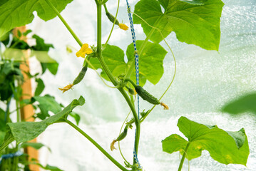 Growing cucumbers in a greenhouse