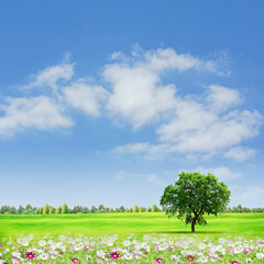 Fototapeta na wymiar Summer meadow under the blue skies