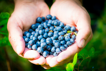 Blueberry Harvest www.bestrouteproductions.com