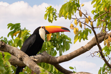 Tucanuçu, the largest of the toucans © micsmt