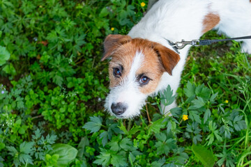Funny dog Jack Russell terrier showing tongue on the meadow.Funny little jack russell terrier pup playing in the park on a juicy green lawn.Adorable doggy is resting on a grass after playing