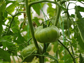 inside the greenhouse beds with bushes of tomatoes with hanging green fruits