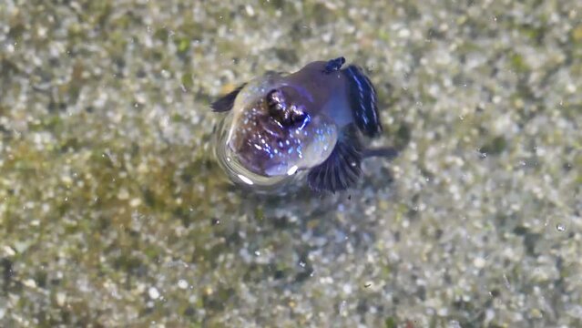 Atlantic mudskipper (Periophthalmus barbarus) swimming