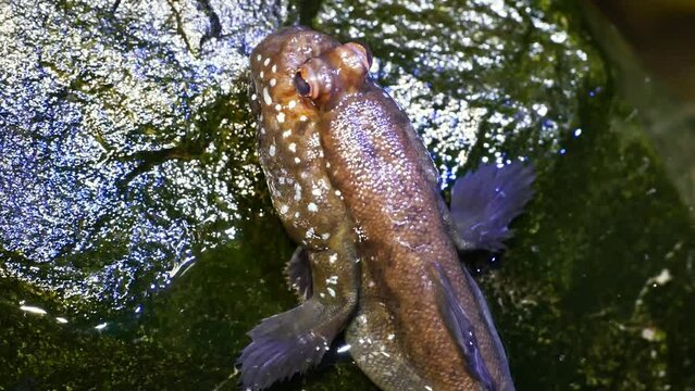Atlantic mudskipper (Periophthalmus barbarus), close-up