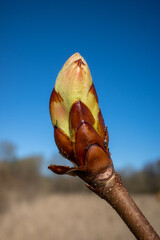  close up of chestnut buds in springtime