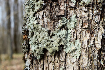 Hypogymnia physodes lichen on a tree trunk in the forest close up, selective focus