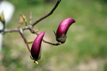 Bud