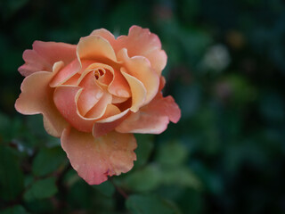Single Peach-Colored Rose against Green Background