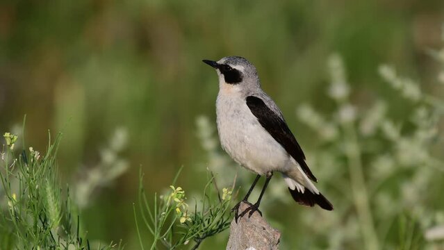 Northern wheatear Oenanthe oenanthe in natural habitat. Close up.