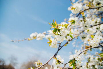 Fototapeta premium Selective focus of beautiful branches of white cherry blossoms on a tree under a blue sky, Beautiful cherry blossoms during the spring season in the park. Beauty is in nature.