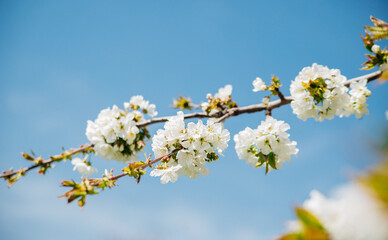Selective focus of beautiful branches of white cherry blossoms on a tree under a blue sky, Beautiful cherry blossoms during the spring season in the park. Beauty is in nature.