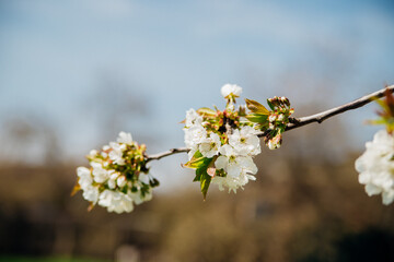 Selective focus of beautiful branches of white cherry blossoms on a tree under a blue sky, Beautiful cherry blossoms during the spring season in the park. Beauty is in nature.