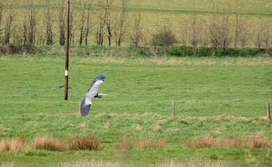 a heron (ardeidae) in flight over green meadows