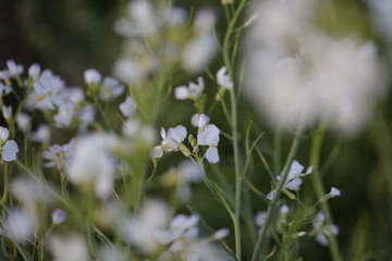 spring white flower