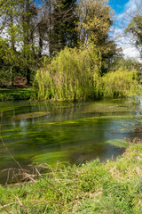 Fototapeta na wymiar a scenic view of the river avon in Wiltshire in vibrant Spring, flowing reed beds and over-hanging weeping willow tree